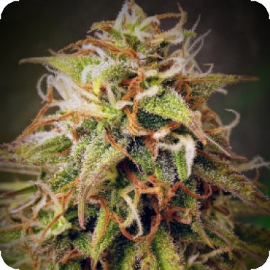 Lemon Meringue Auto Feminised